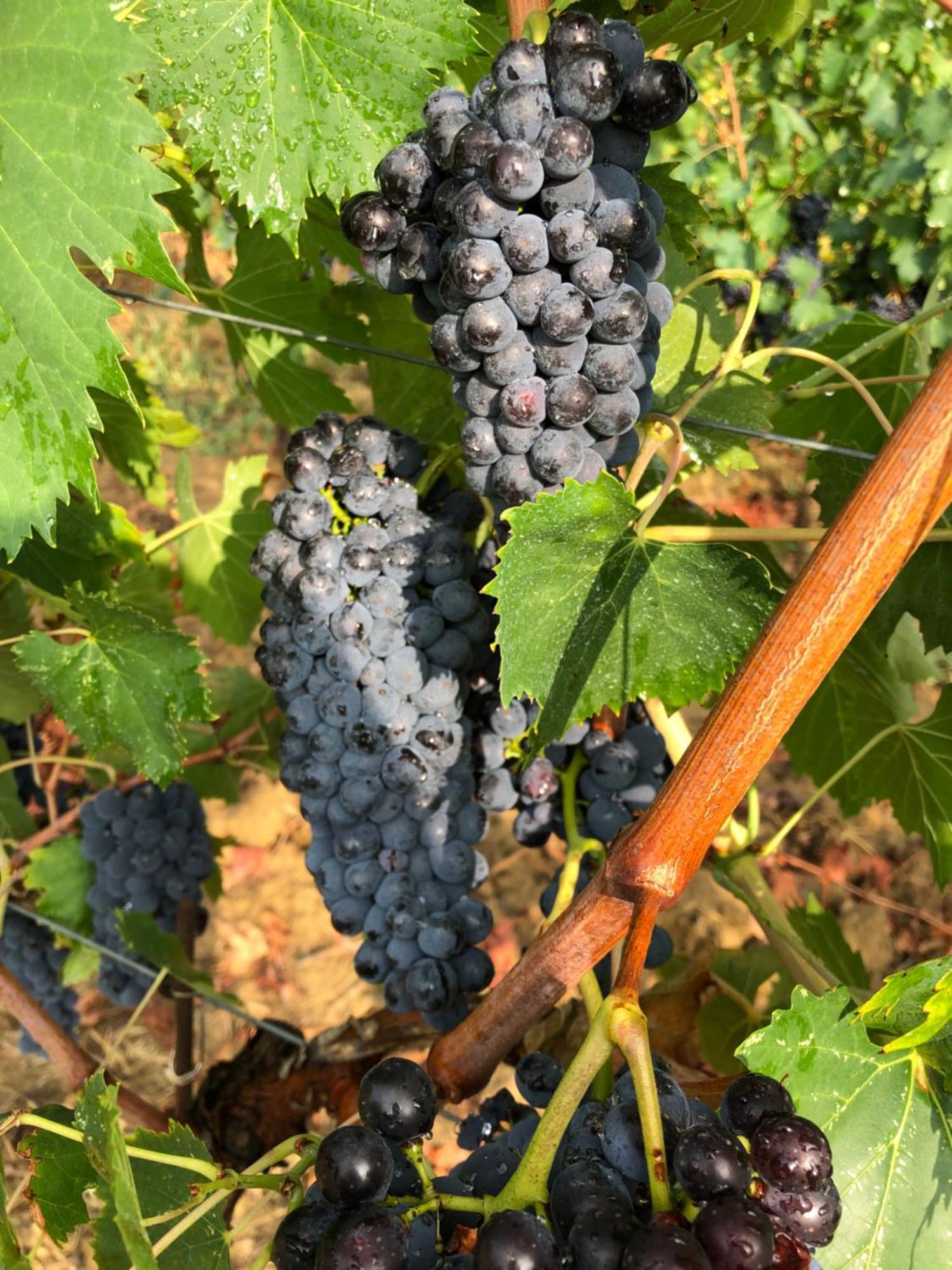 Agriturismo La Posta Reale كاستيليون فيبوكي المظهر الخارجي الصورة